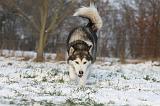 ALASKAN MALAMUTE 334
